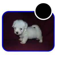 Dallysdogs.com, a  Maltipoo for sale in Interlochen, MI – Photo 8 of 10