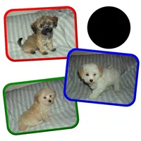 Dallysdogs.com, a  Maltipoo for sale in Interlochen, MI – Photo 5 of 10