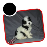 Dallysdogs.com, a  Maltipoo for sale in Interlochen, MI – Photo 3 of 10