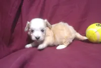 Onyx - Teacup, a male Maltipoo for sale in Interlochen, MI – 2 of 6