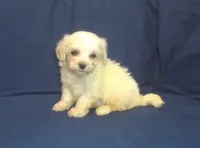 Peggy Sue - great for apartments - MaltiPoo female, a female Maltipoo and Maltese for sale in Interlochen, MI – 2 of 5
