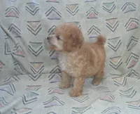 Hettie, Toy Poodle female, in-home raised, non-shedding, a male Poodle - Toy  for sale in Interlochen, MI – 4 of 4