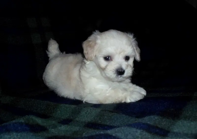 Casey, in home raised, no shed