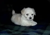 processed/612f0afd-40a0-45fa-b0da-054c49b7b32f/listing/0e356ebe-ac31-43a2-867a-6462846a38dc/2ce0394c-345a-46ef-8b08-3ca5f414197b