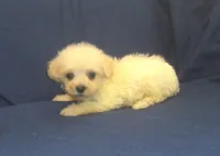 Paladine - great for apartments - MaltiPoo male, a male Maltipoo and Maltese for sale in Interlochen, MI – 2 of 4