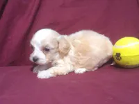 Emerald, a male Maltipoo for sale in Interlochen, MI – 2 of 5
