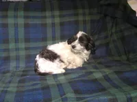 "Rowdy" in home raised, non-shedding, a male Maltipoo for sale in Interlochen, MI – Photo 5 of 5