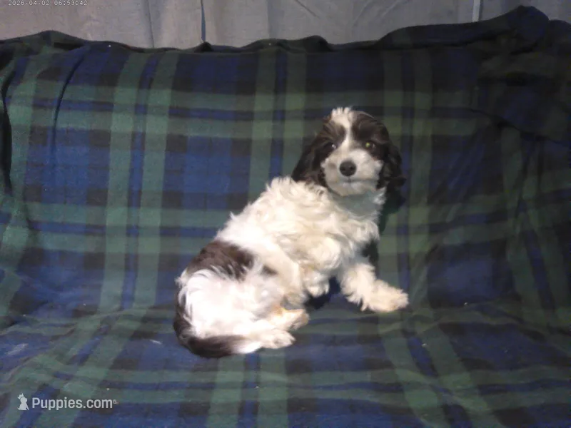 "Rowdy" in home raised, non-shedding – Maltipoo puppy for sale in Interlochen, MI