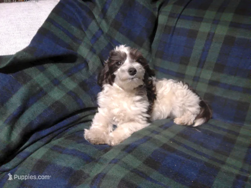 "Rowdy" in home raised, non-shedding – Maltipoo puppy for sale in Interlochen, MI