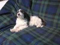 "Rowdy" in home raised, non-shedding, a male Maltipoo for sale in Interlochen, MI – Photo 4 of 5