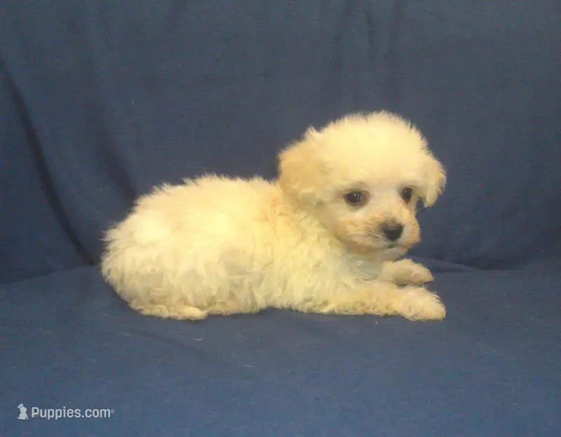 Paladine - great for apartments - MaltiPoo male – Maltipoo, Maltese puppy for sale in Interlochen, MI