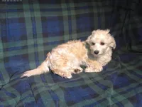 "Chip" non-shedding, in home raised, a male Maltipoo for sale in Interlochen, MI – 2 of 9