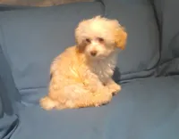 Scooter,  MaltiPoo male, non-shedding, in home raised, a male Maltipoo and Poodle - Toy  for sale in Interlochen, MI – 2 of 5