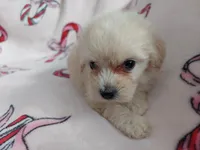 Huckleberry, non-shedding, in home raised, a female Maltipoo for sale in Interlochen, MI – Photo 4 of 4