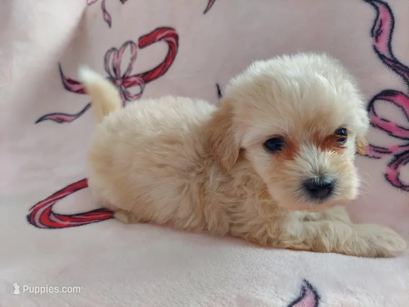 Huckleberry, non-shedding, in home raised – Maltipoo puppy for sale in Interlochen, MI