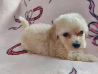 Huckleberry, non-shedding, in home raised, a female Maltipoo for sale in Interlochen, MI – Photo 1 of 4