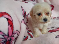 Huckleberry, non-shedding, in home raised, a female Maltipoo for sale in Interlochen, MI – Photo 2 of 4