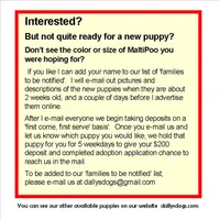 "Mini" MaltiPoo female, loves to play, a female Maltipoo for sale in Interlochen, MI – 9 of 10