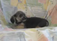 Parker is in home raised & non-shedding, a male Maltipoo and Maltese for sale in Interlochen, MI – Photo 3 of 5