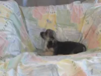 Parker is in home raised & non-shedding, a male Maltipoo and Maltese for sale in Interlochen, MI – Photo 4 of 5