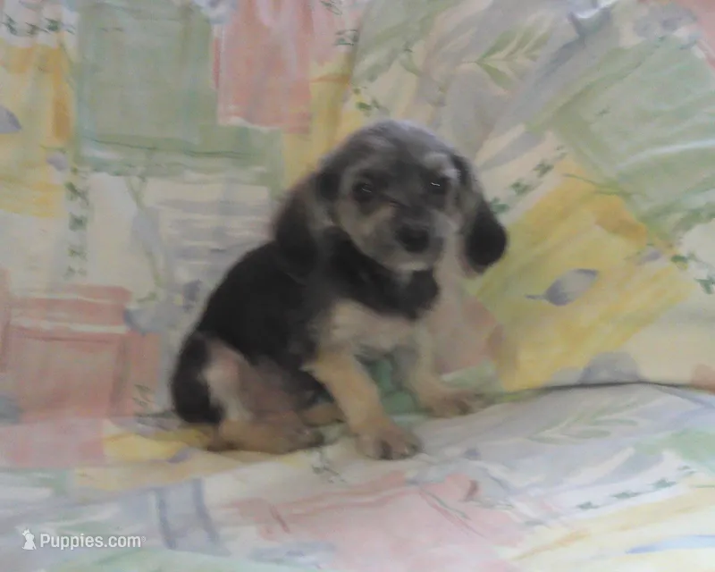 Parker is in home raised & non-shedding – Maltipoo, Maltese puppy for sale in Interlochen, MI