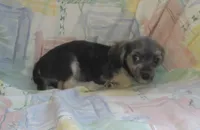 Parker is in home raised & non-shedding, a male Maltipoo and Maltese for sale in Interlochen, MI – Photo 2 of 5