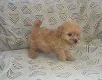 Henry, Toy Poodle male, in-home raised, non-shedding, a male Poodle - Toy  for sale in Interlochen, MI – 2 of 3