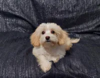 Holly- in home raised, non-shedding, a female Maltipoo for sale in Interlochen, MI – 2 of 4