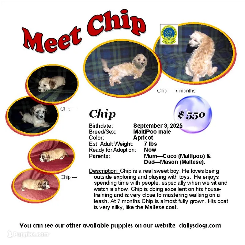 "Chip" non-shedding, in home raised – Maltipoo puppy for sale in Interlochen, MI