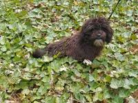 "Mini" MaltiPoo female, loves to play, a female Maltipoo for sale in Interlochen, MI – 4 of 10