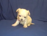 Polly - great for apartments - MaltiPoo female, a female Maltipoo and Maltese for sale in Interlochen, MI – 2 of 5