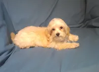 Spike, MaltiPoo male, non-shedding, in home raised, a male Maltipoo and Poodle - Toy  for sale in Interlochen, MI – 1 of 5