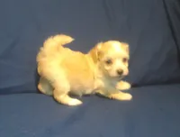 Amethyst, a female Maltipoo for sale in Interlochen, MI – 7 of 9