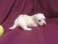 Azerite, a male Maltipoo for sale in Interlochen, MI – 4 of 6