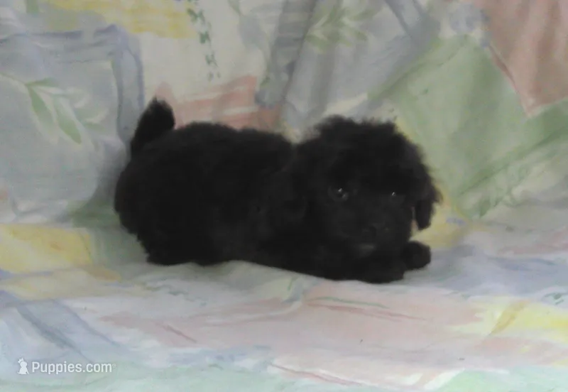 Sunny, in home raised, non-shedding – Maltipoo, Poodle - Toy  puppy for sale in Interlochen, MI