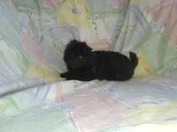 Sunny, in home raised, non-shedding, a female Maltipoo and Poodle - Toy  for sale in Interlochen, MI – Photo 3 of 3