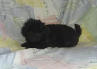 Sunny, in home raised, non-shedding, a female Maltipoo and Poodle - Toy  for sale in Interlochen, MI – Photo 2 of 3