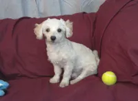 Toby, in home raised, a male Maltipoo for sale in Interlochen, MI – Photo 4 of 4