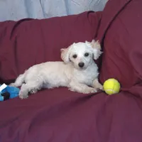 Toby, in home raised, a male Maltipoo for sale in Interlochen, MI – Photo 3 of 4