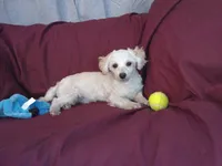 Toby, in home raised, a male Maltipoo for sale in Interlochen, MI – Photo 3 of 4