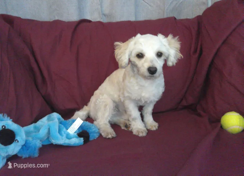 Toby, in home raised