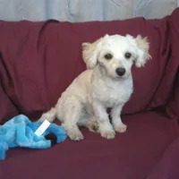 Toby, in home raised, a male Maltipoo for sale in Interlochen, MI – Photo 1 of 4