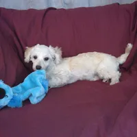 Toby, in home raised, a male Maltipoo for sale in Interlochen, MI – Photo 2 of 4