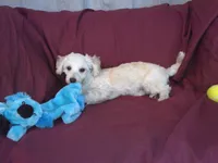 Toby, in home raised, a male Maltipoo for sale in Interlochen, MI – Photo 2 of 4