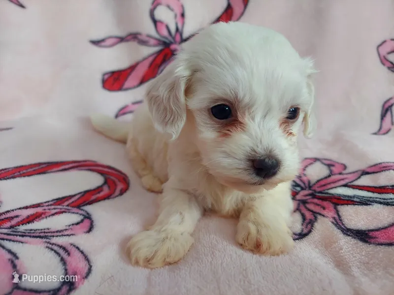 Osiris – Maltipoo puppy for sale in Interlochen, MI