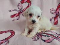 Osiris, a male Maltipoo for sale in Interlochen, MI – Photo 3 of 3