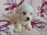 Osiris, a male Maltipoo for sale in Interlochen, MI – Photo 2 of 3