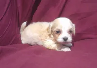 Emerald, a male Maltipoo for sale in Interlochen, MI – 1 of 5