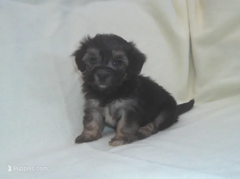 Panda - great for apartments - MaltiPoo female – Maltipoo puppy for sale in Interlochen, MI