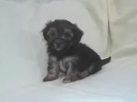 Panda - great for apartments - MaltiPoo female, a female Maltipoo for sale in Interlochen, MI – 1 of 3